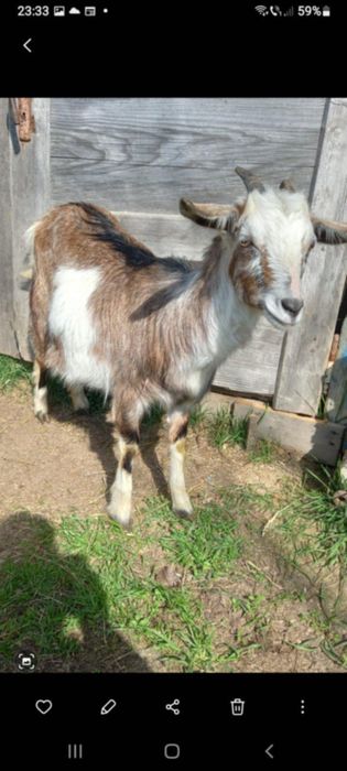 Vand capre si un tap