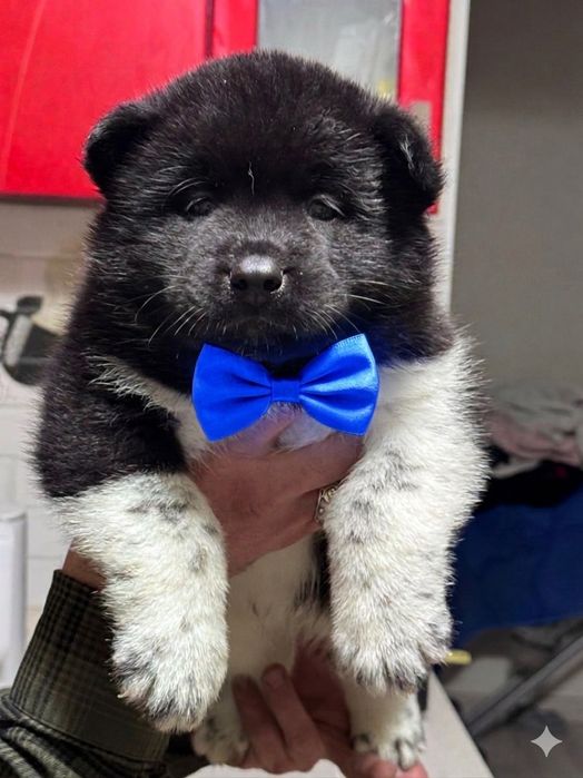 Милота необыкновенная