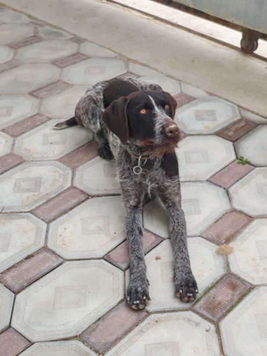 Дратхар ищет жениха город актау