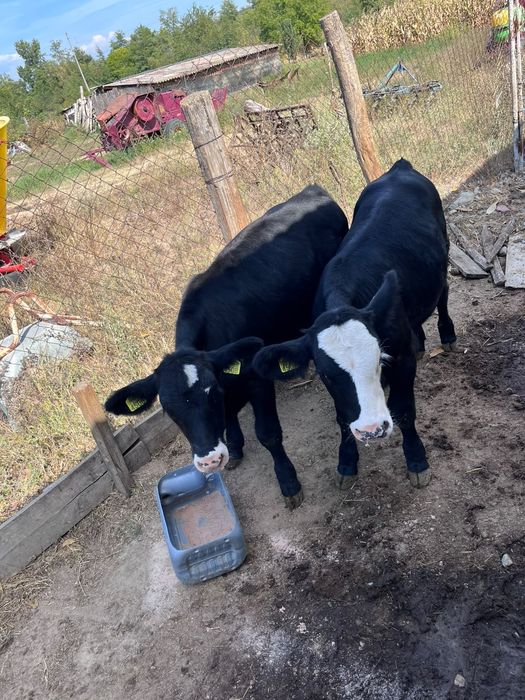 Vând vițel si vitica