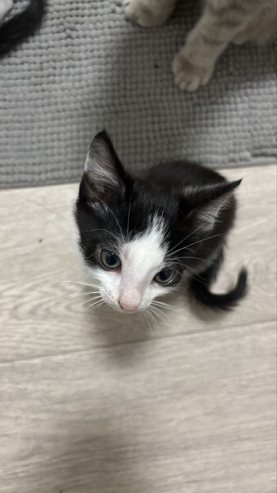 Котики очень умные! Возраст 2 месяца.