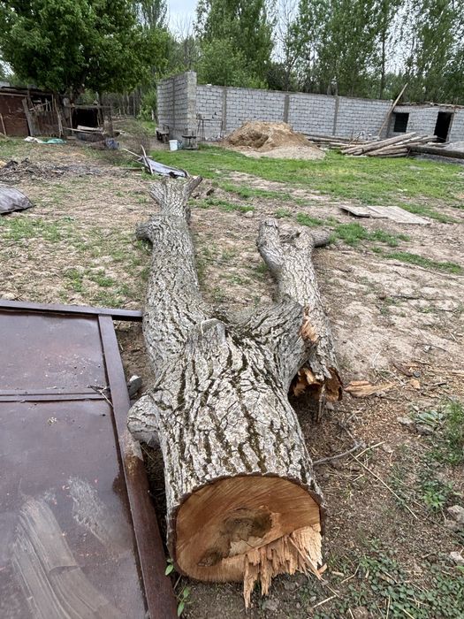 Жаңғақ ағаш сатылад