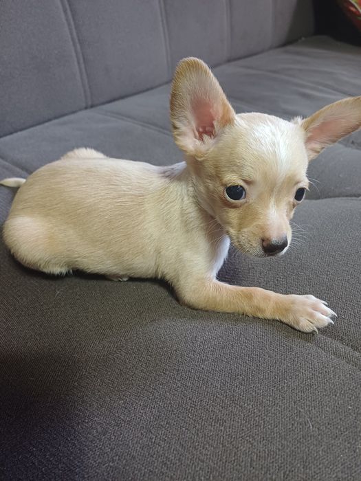 Продам щенка той терьера.