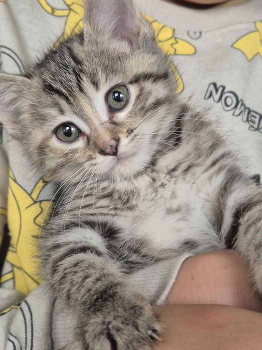 Отдам в хорошие руки домашних, умненьких и хорошеньких котят 2  месяц