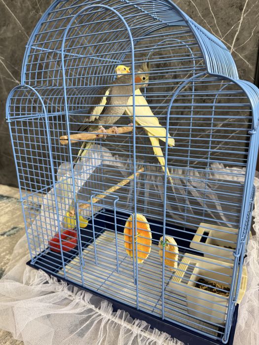 Попугай Карелла взрослый