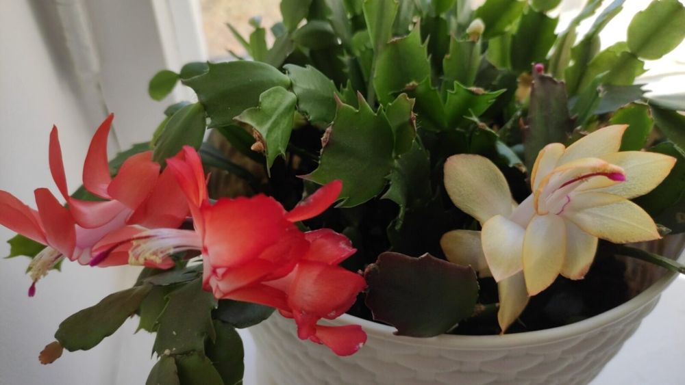 Продам микс "декабристов", 6 разных