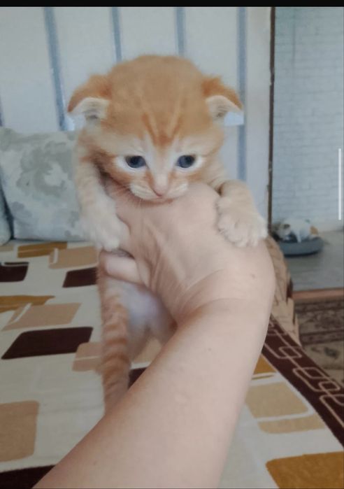 Котята породистые