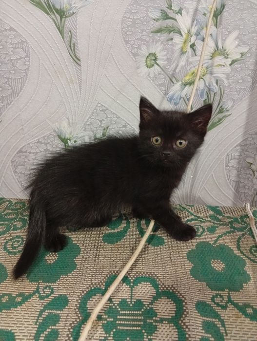 Отдам котёнка в добрые руки