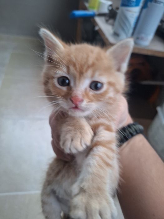 Малки Котенца безплатни