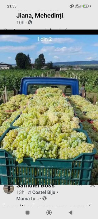 Vând struguri de vin transport gratuit in tuata țara 0724879073