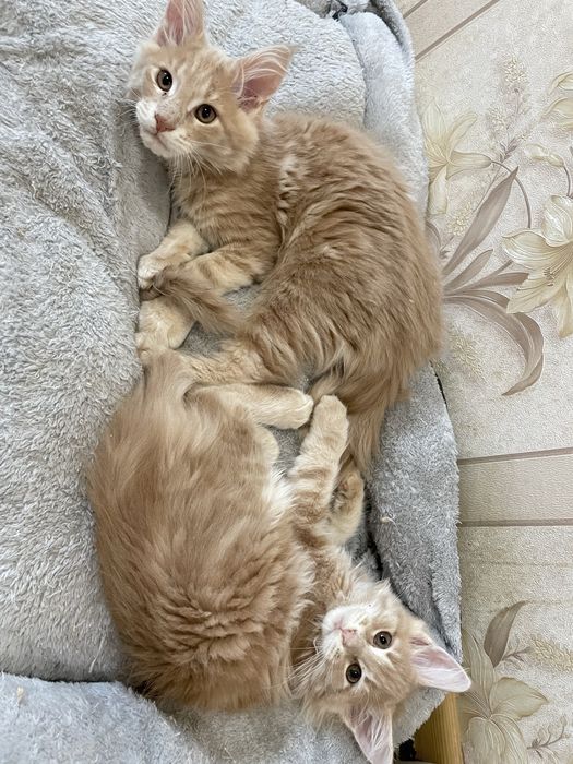 Продается котенок мейн-кун