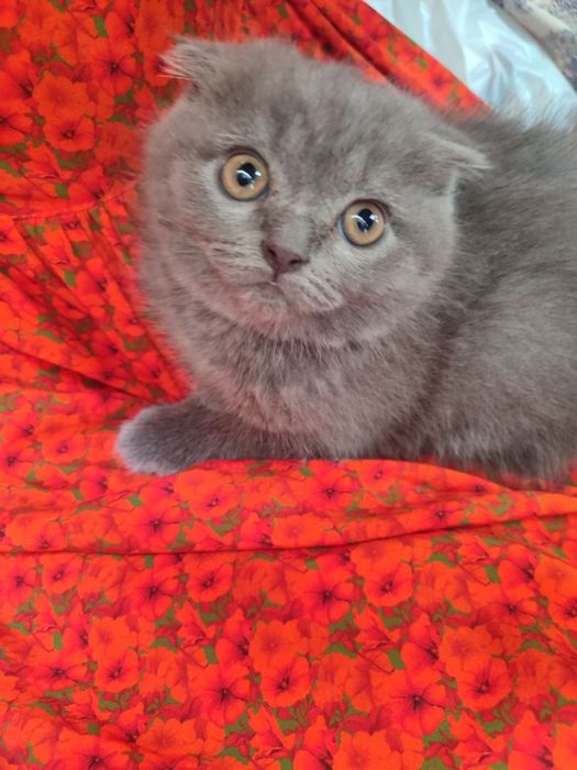 Mushuk sogligiga javob beriladj