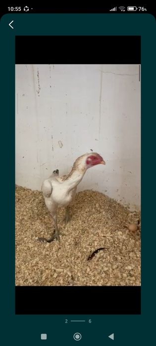 Бойтсовы Дакан курица