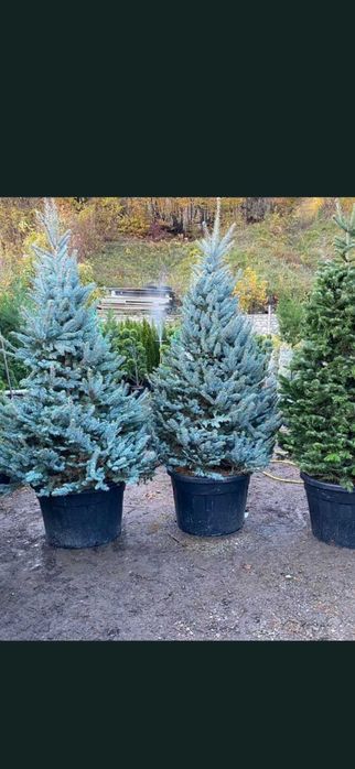 Plante ornamentale de tot felul