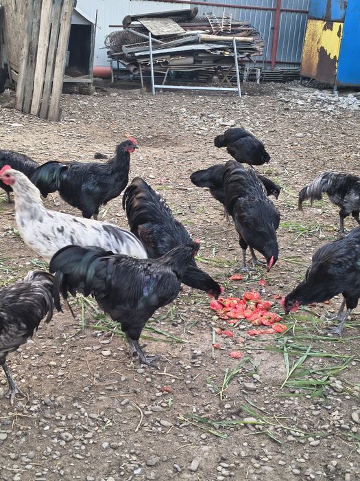 Cocoși din rasa Australorp