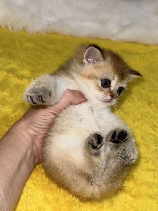 вязка коты Шиншиллы Мираж и Снежок