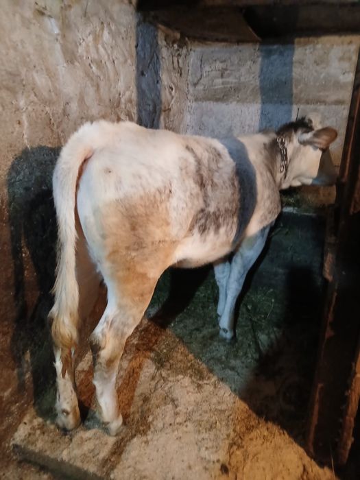 De vânzare vitica de 6 luni jumătate