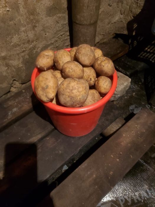 Продам картофель дачный