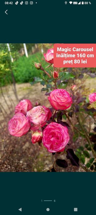 Trandafiri pe picior