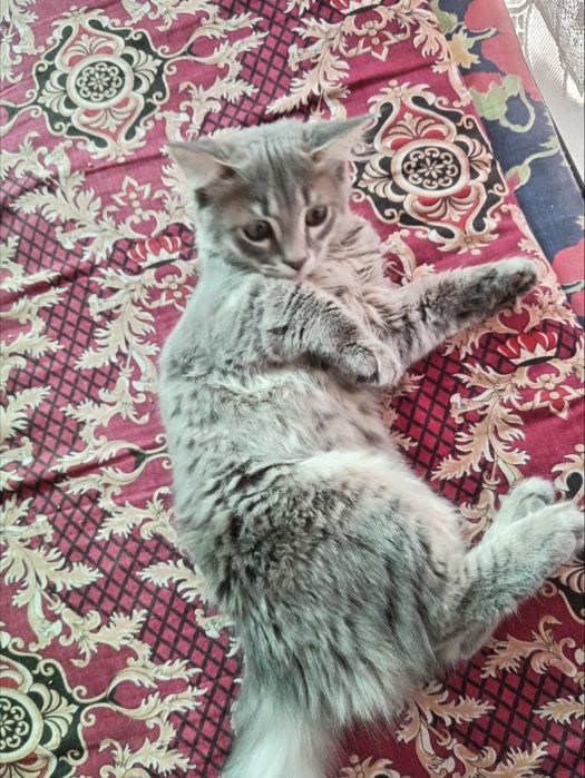 Отдам  даром котика