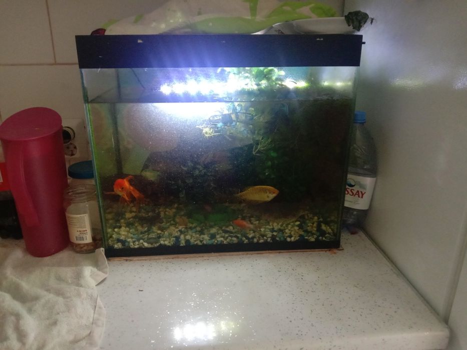 Аквариум с рыбками освешение