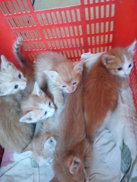 Pishik bollari yaxshi qoʻllarga beriladi