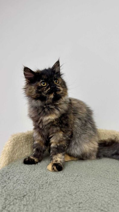 Пристраивается котенок 3, 5 месяца