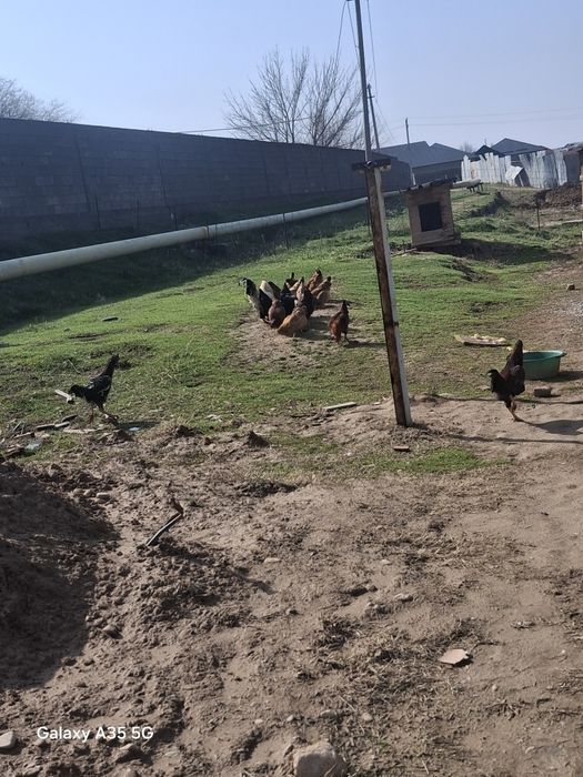 2 Қара ҚОРАЗ сатылады