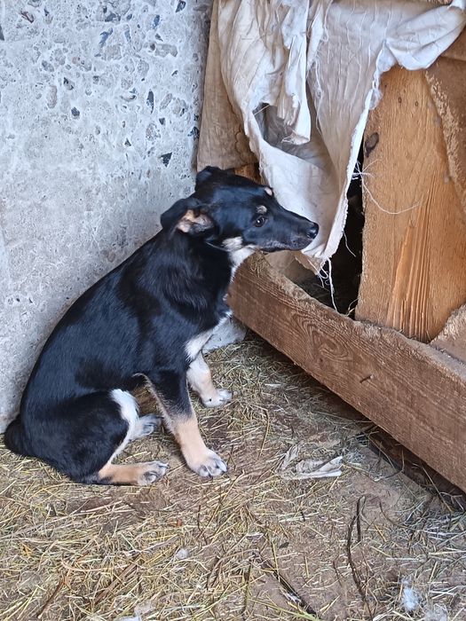 Отдам в добрые руки