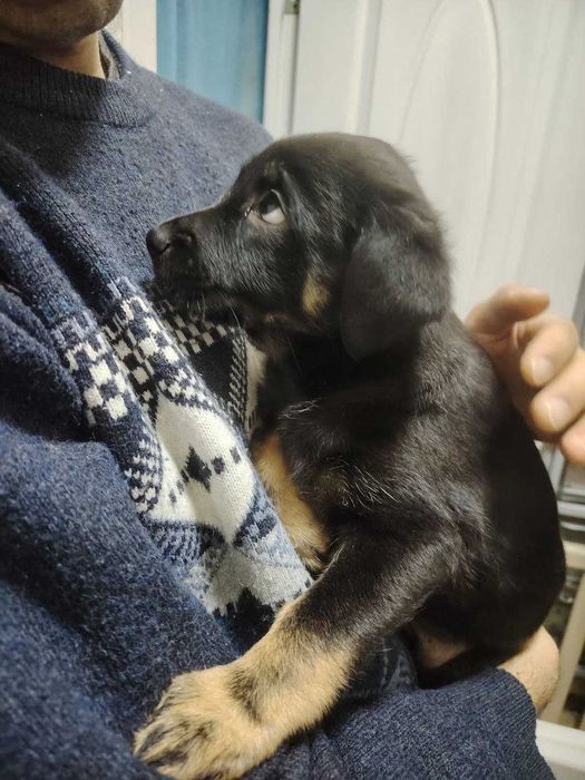 Собаки / Щенки пристраиваются Домашние / Kuchuk It