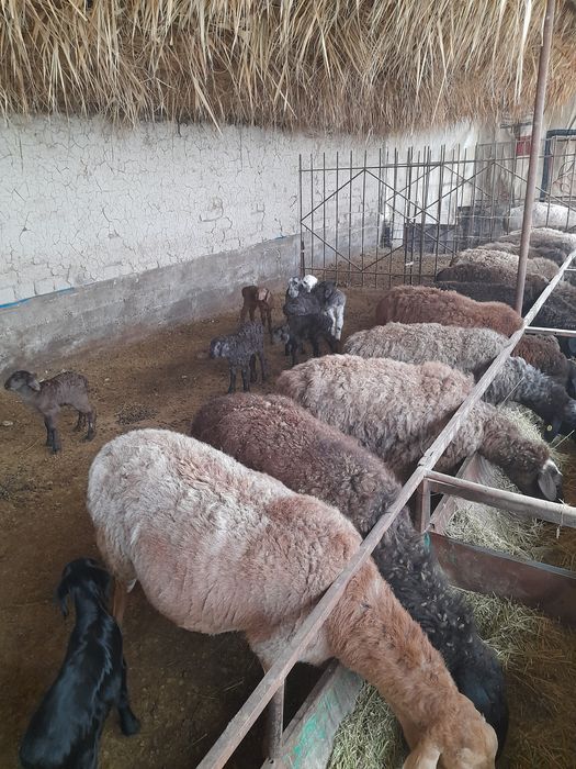 Козлы койлар сатылады.