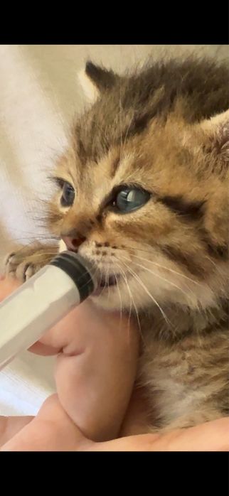 котенок 1 месяц ищет дом