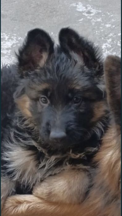 Немецкие длиношерстные авчарки.