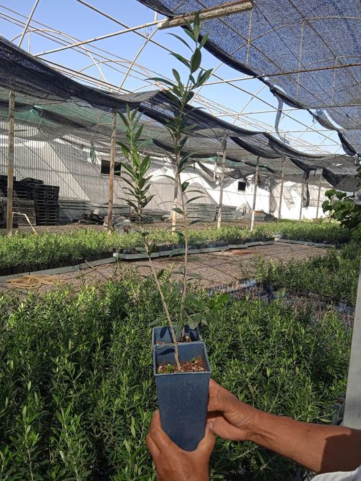 Зайтун кочати бор мева киледигони