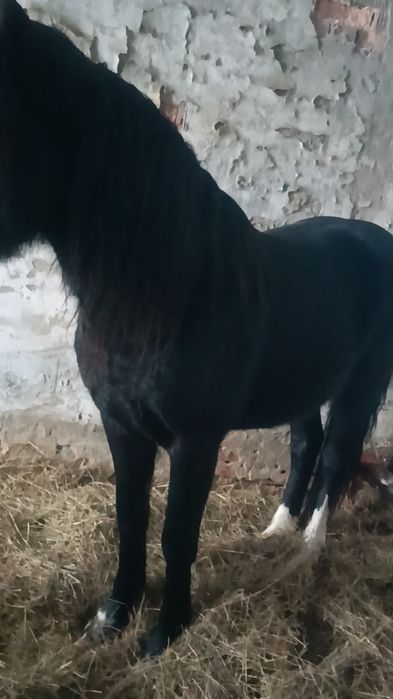 Айғыр сатылады 6 жасар