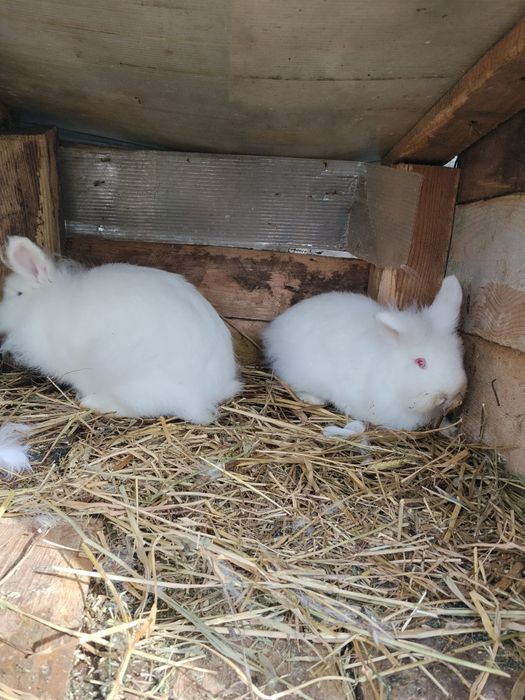 Iepuri cap de leu Prahova