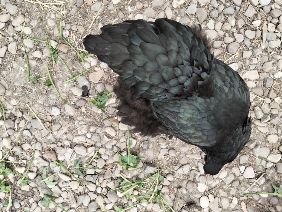 Vând oua găină brahma dark uriaș și blue
