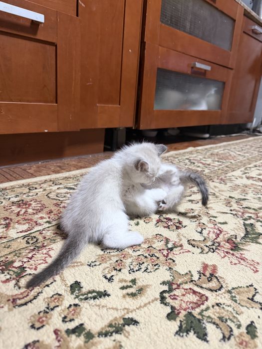 Котята добрые красивые ловят мышей