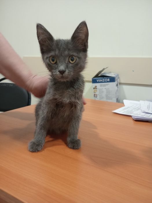 Бесплатно котёнок