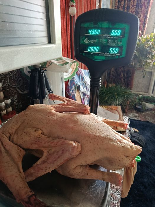 Мясо гуся продам