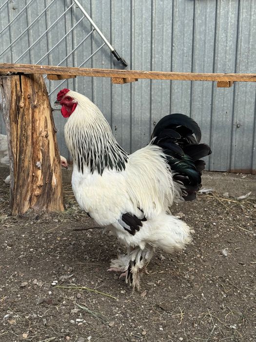 Brahma herminat deschis