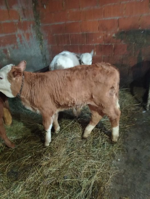 Vând tăurași și vițele