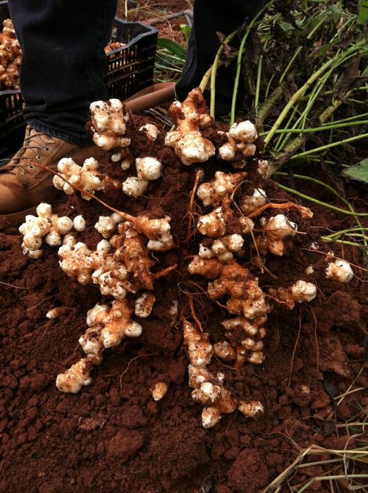 2 KG  Rizomi "Tineri Bio  Napi  ' Topinambur ( Soi  Sicilia  ' Italia'