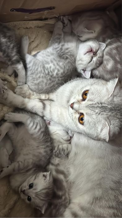 котенок шиншила 1,5 месяца