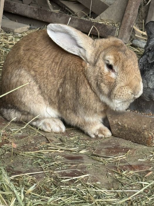 Zotli Quyon. Baran vs Flander
