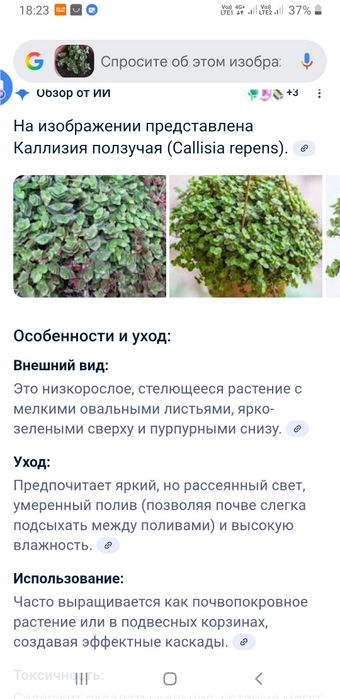 Продам молодые комнатные растения