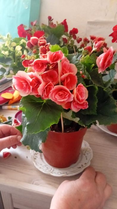 Бегония домашний цветок