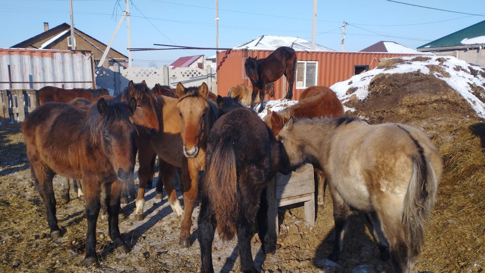 Жеребята для разведения