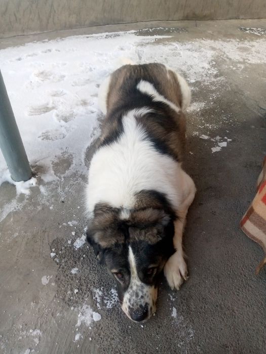 Хорошая послушная