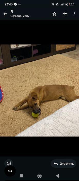 Дарю щенка в добрые руки